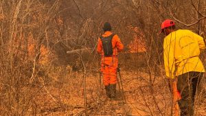 Incêndios em áreas de vegetação mobilizam equipes há cinco dias em cidade no Centro-Sul do Piauí