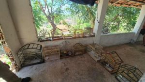 Doze aves silvestres mantidas em cativeiro são apreendidas em Ilha Grande, no Piauí