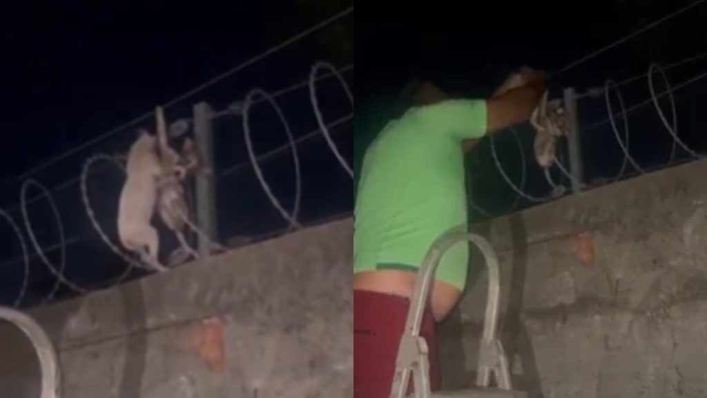 VÍDEO: Filhotes de cachorro são resgatados de cerca elétrica de casa em Teresina; animais teriam sido arremessados