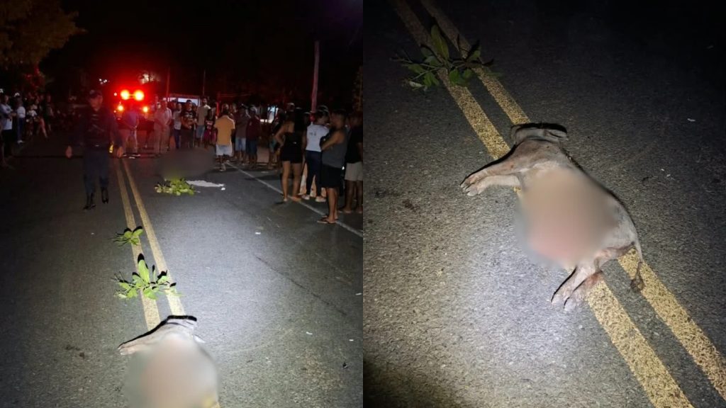 Acidente de moto em Boa Hora (PI): homem morre ao colidir com porco