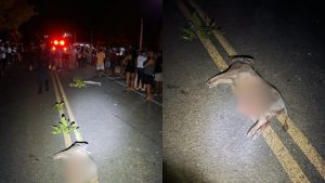 Acidente de moto em Boa Hora (PI): homem morre ao colidir com porco