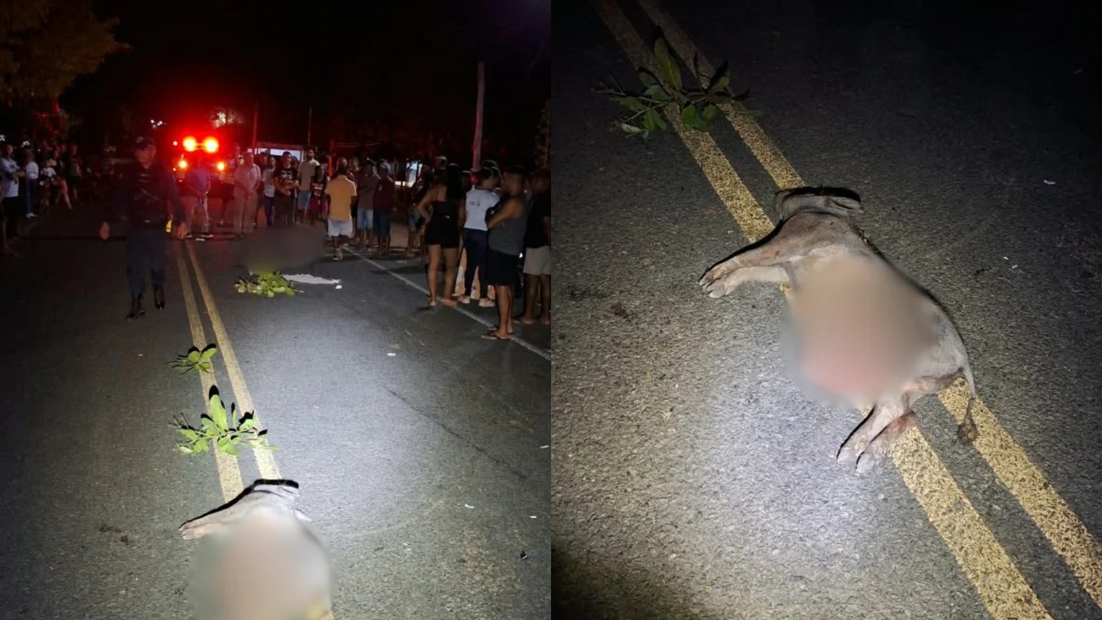 Acidente de moto em Boa Hora (PI): homem morre ao colidir com porco