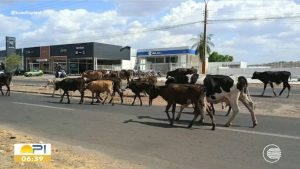 Animais soltos nas pistas já provocaram 42 mortes no Piauí em 2026