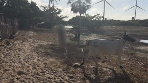 Suspeitos de furto de 22 animais são presos com bovinos em curral