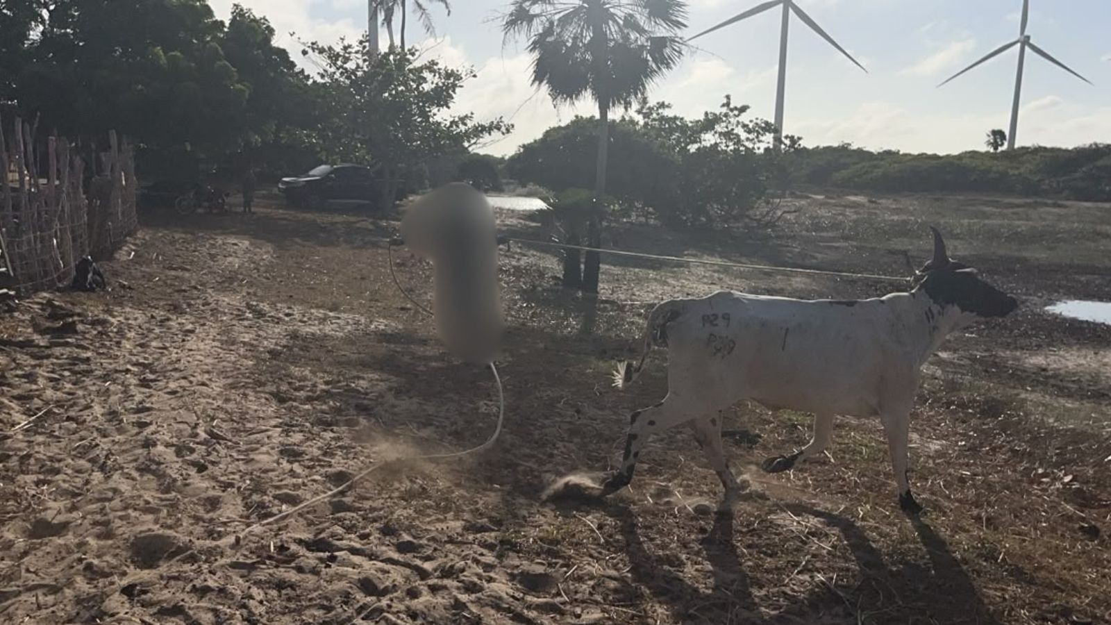 Suspeitos de furto de 22 animais são presos com bovinos em curral