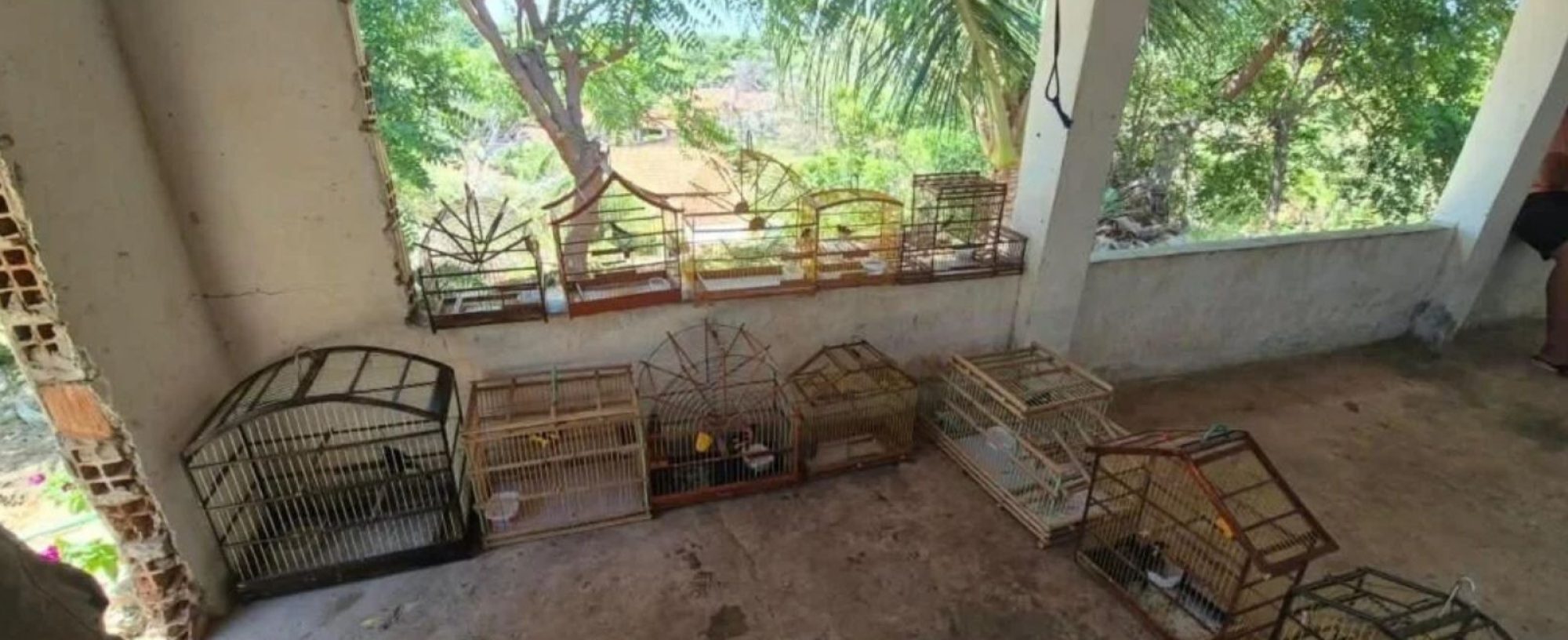 Doze aves silvestres mantidas em cativeiro são apreendidas em Ilha Grande, no Piauí