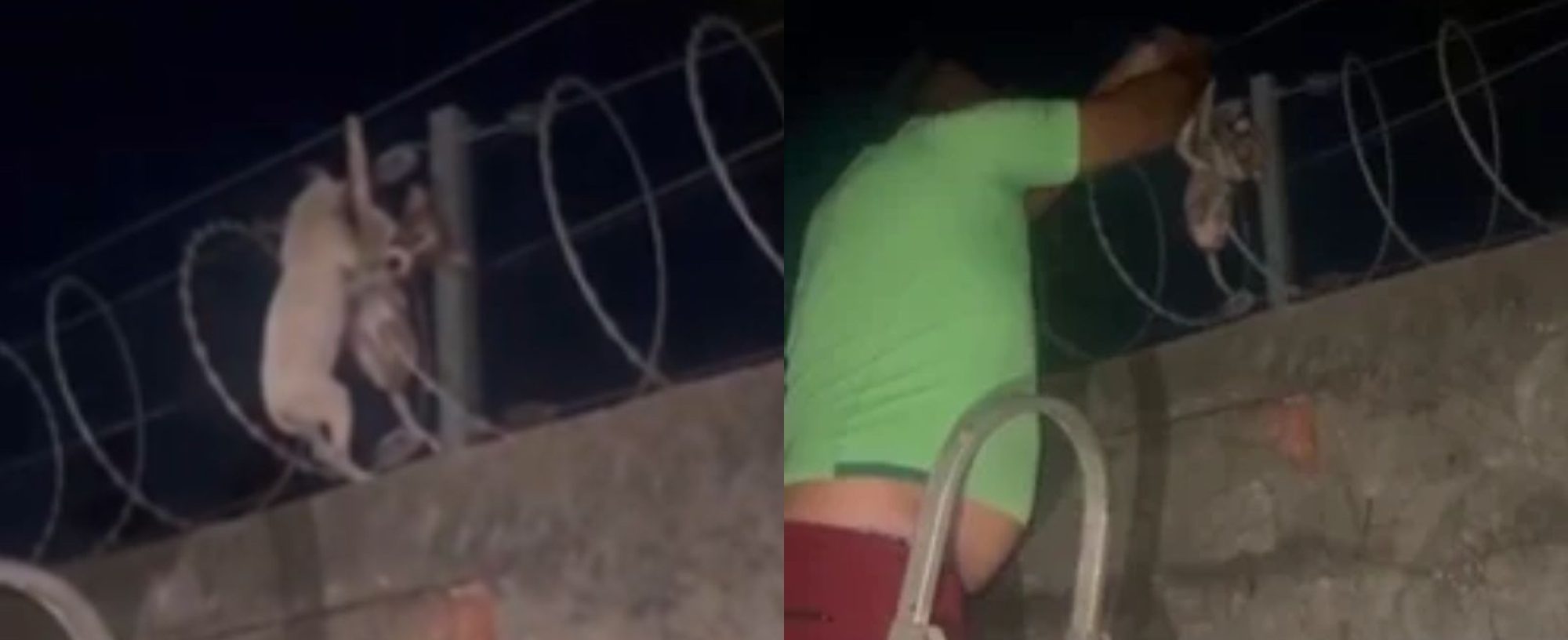 VÍDEO: Filhotes de cachorro são resgatados de cerca elétrica de casa em Teresina; animais teriam sido arremessados