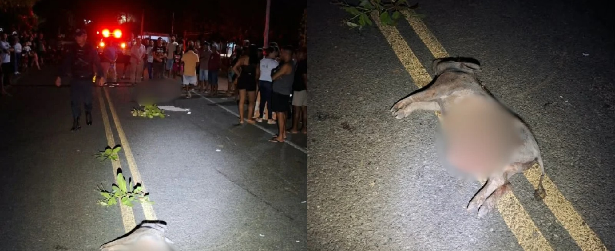 Acidente de moto em Boa Hora (PI): homem morre ao colidir com porco