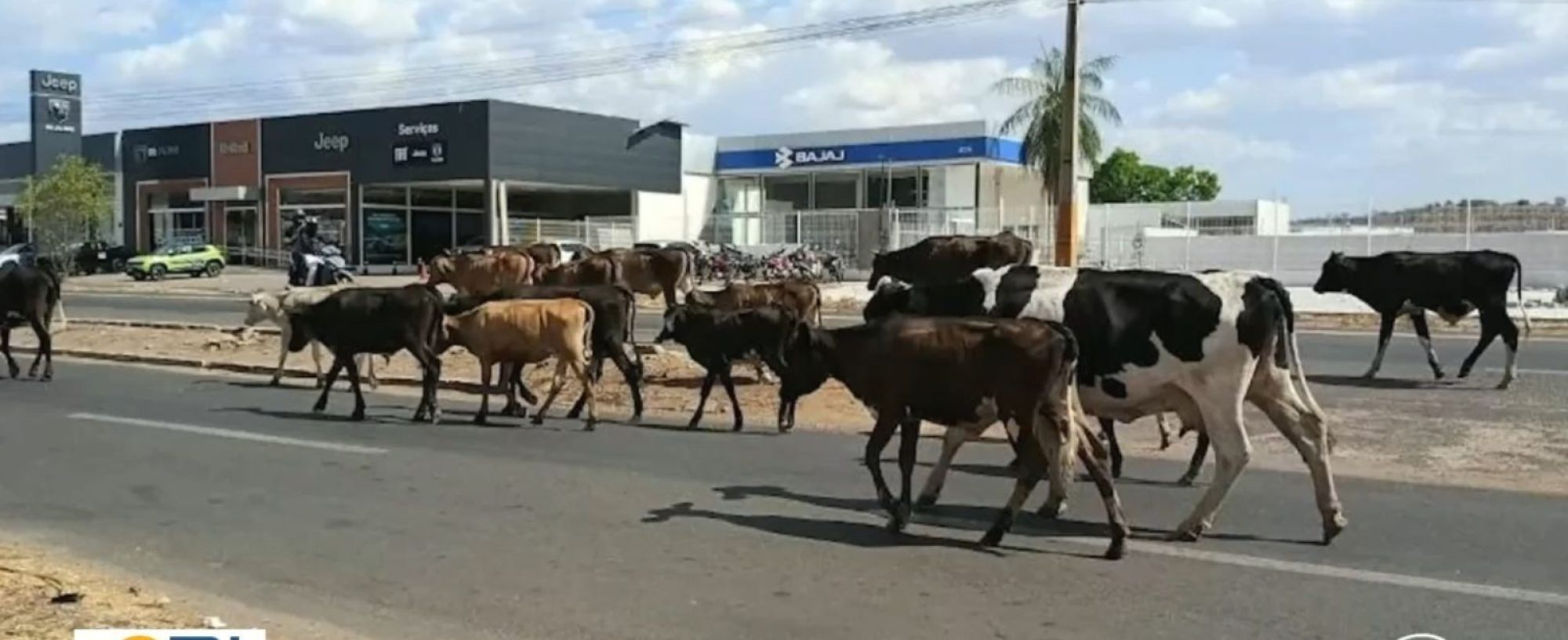 Animais soltos nas pistas já provocaram 42 mortes no Piauí em 2026