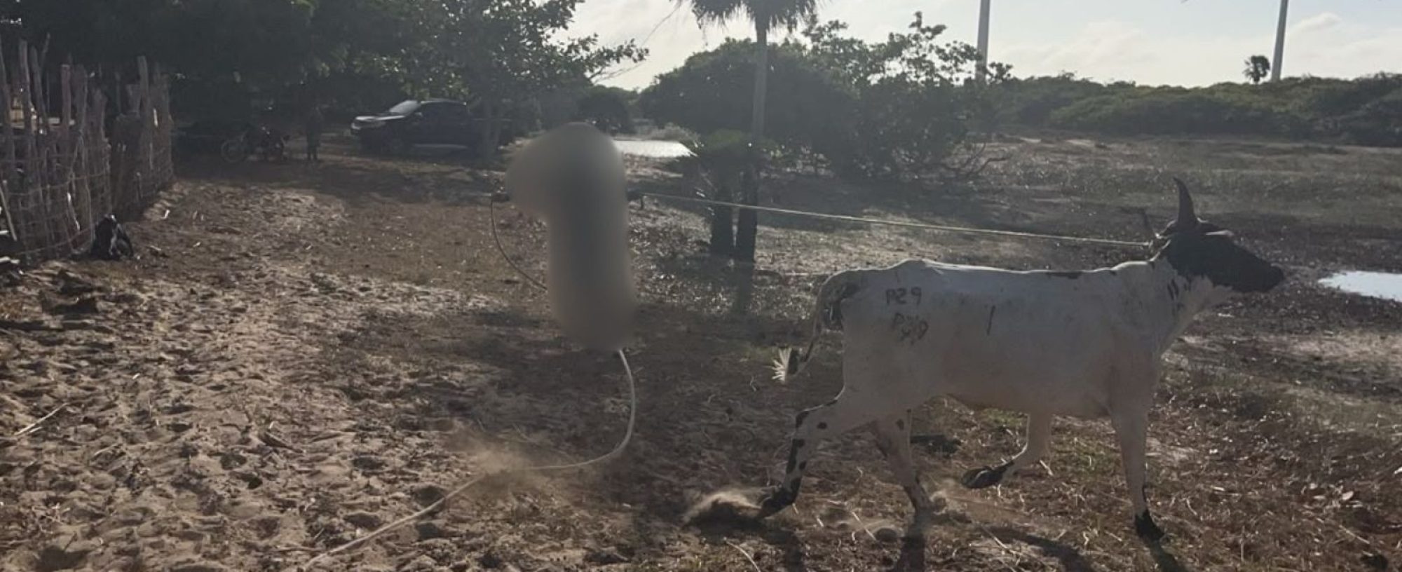Suspeitos de furto de 22 animais são presos com bovinos em curral